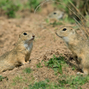 Susły moręgowane - Spermophilus citellus