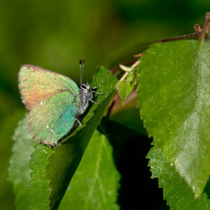 Zieleńczyk ostrężyniec (Callophrys rubi)